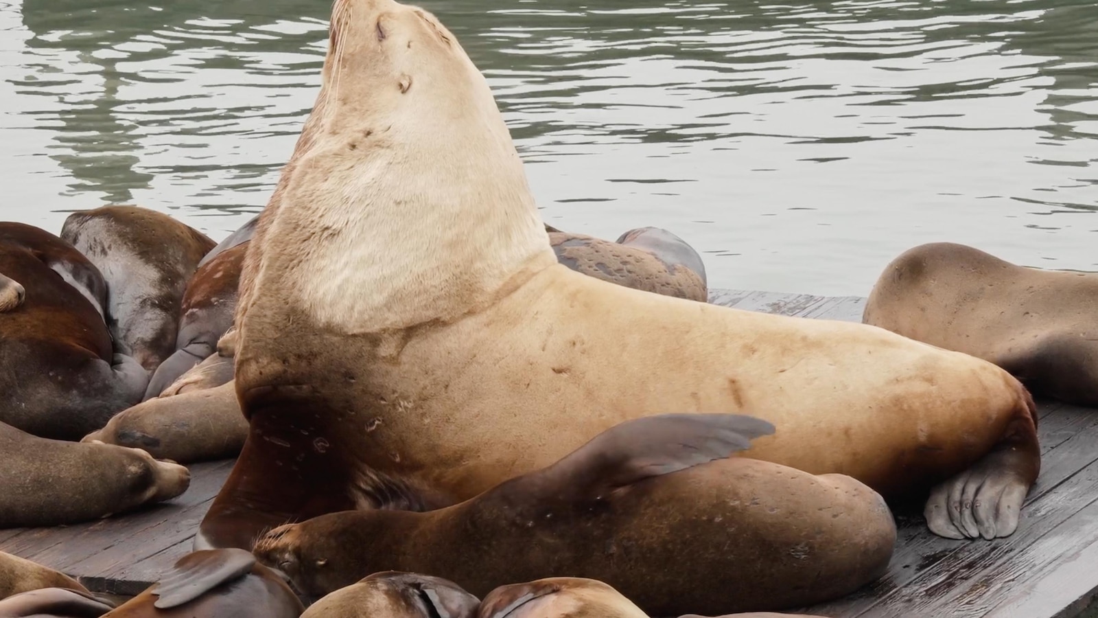 Chonkers the sea lion - Nguồn ảnh: abcnews.com