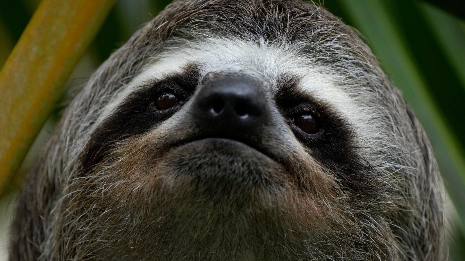 Sự cố Sloth World - Nguồn ảnh: abcnews.com
