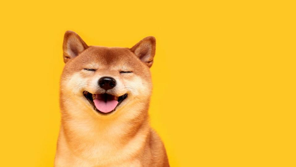 Sức nóng Dogecoin - Nguồn ảnh: coindesk.com