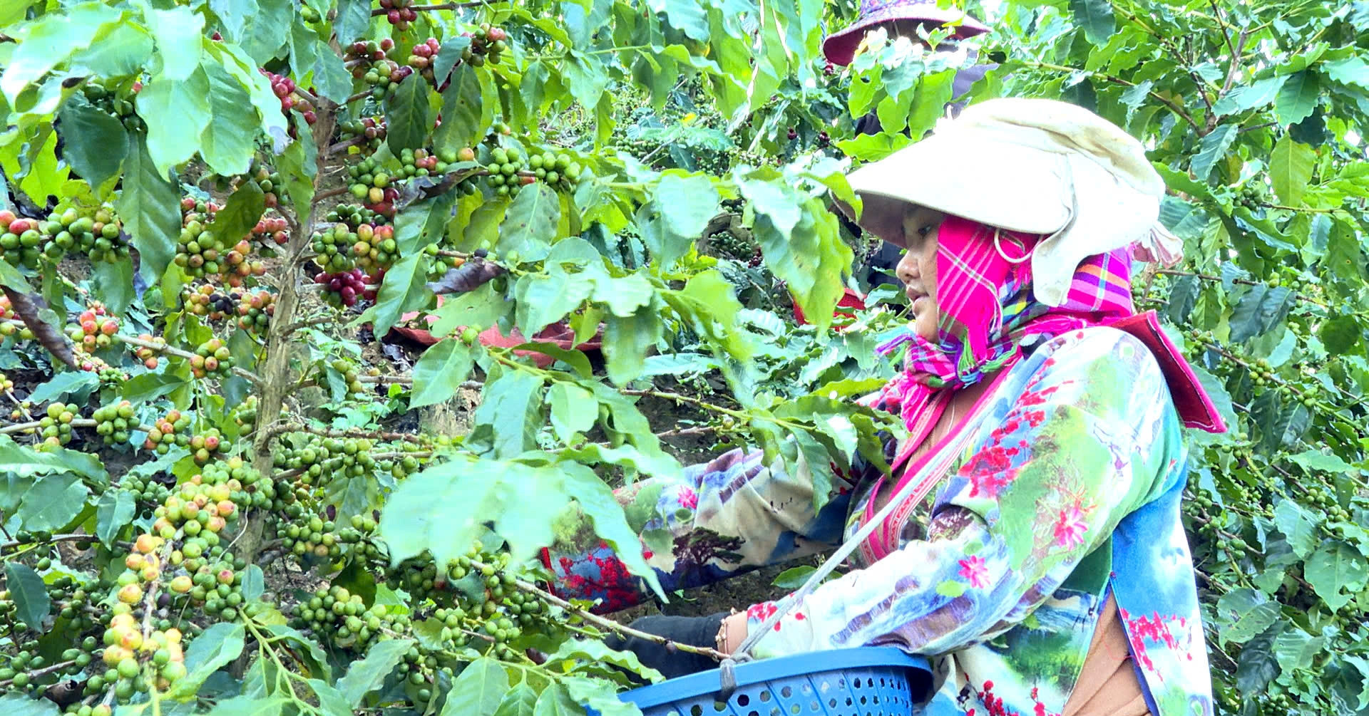 Nỗi lo sinh kế nông dân Điện Biên - Nguồn ảnh: vietnamnet.vn