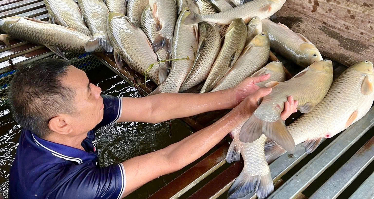 Cá nổi trắng sông Lam - Nguồn ảnh: vietnamnet.vn