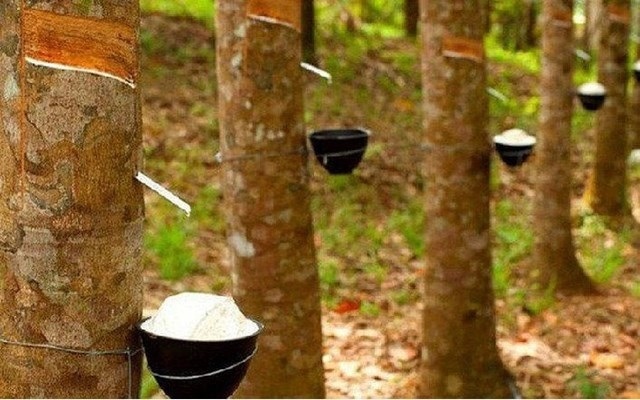 Cổ phiếu HRC tăng trần 5 phiên - Nguồn ảnh: vietstock.vn