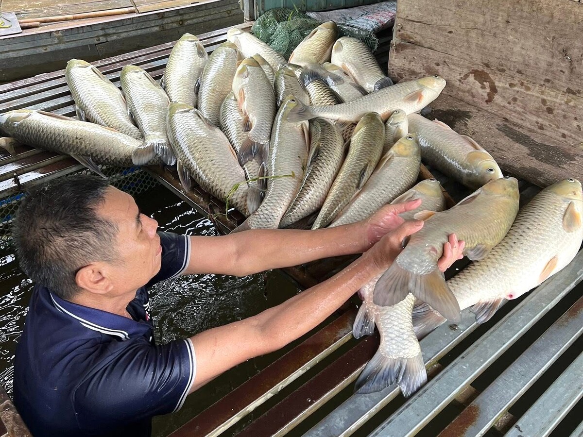 Cá lồng chết hàng loạt trên sông Lam - Nguồn ảnh: vtcnews.vn
