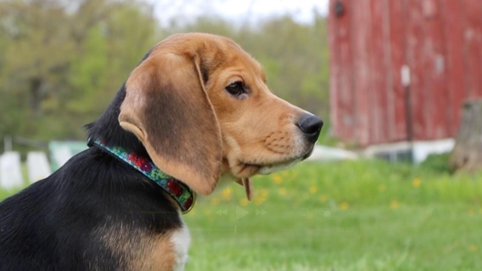 Giải cứu 1.500 chú chó beagle - Nguồn ảnh: abcnews.com